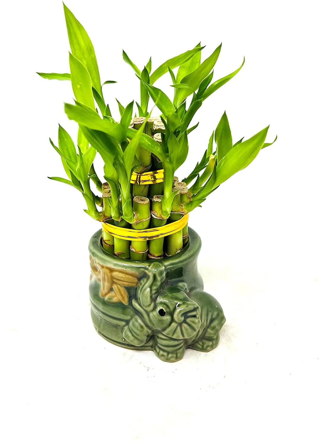Twotiered 3&5 Lucky Bamboo Little Elephant Vase Etsy