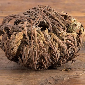 Rose of Jericho (Resurrection Flower) Spiritual Rebirth which Removes Negativity and Brings Good Luck