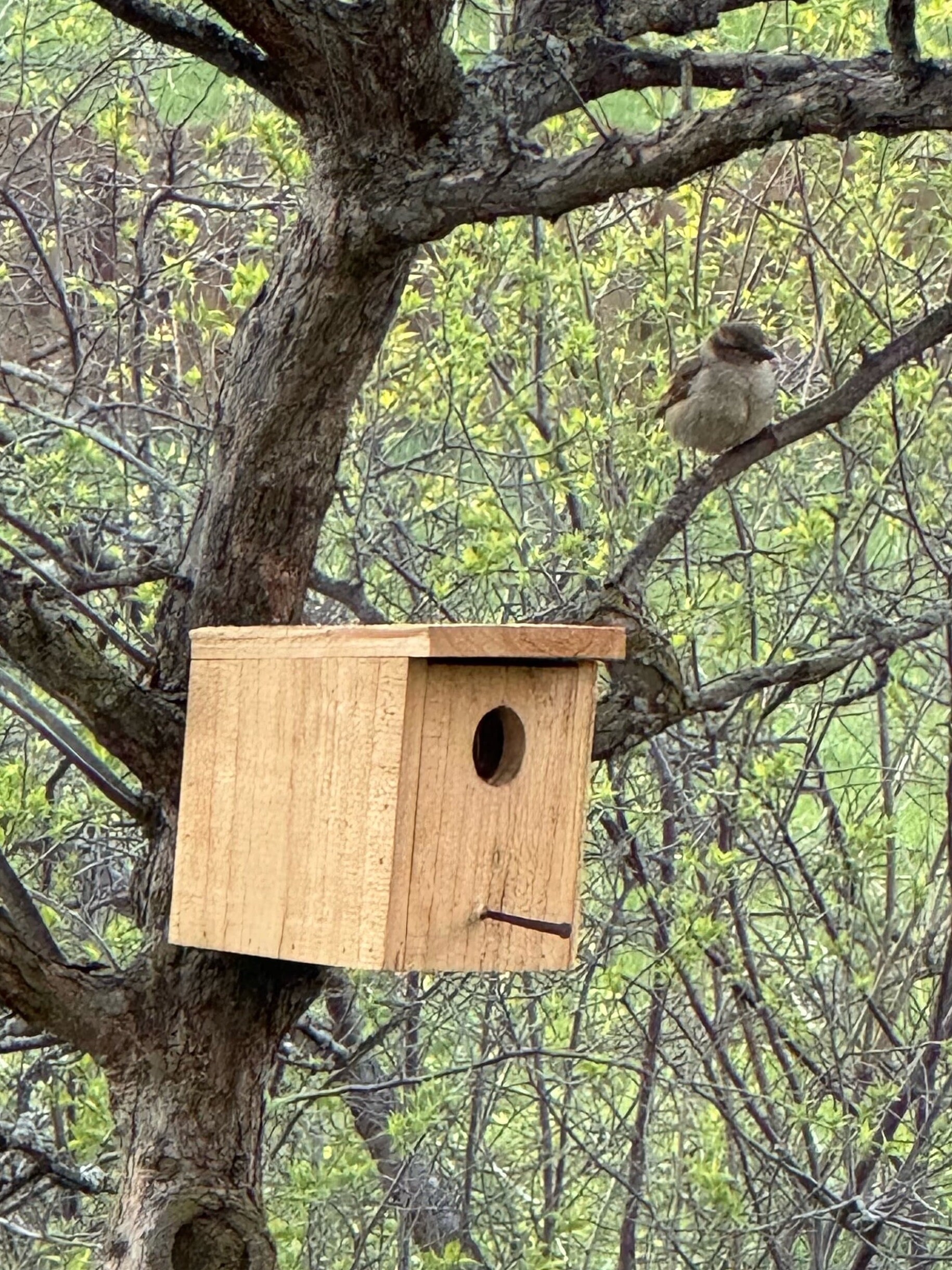 Cedar Birdhouse • Small Birdhouse • Birdhouse Outdoor • Bird