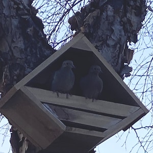 Cedar Dove Nesting Platform Shelter • Cedar Bird Nesting Box • Dove Nesting Box • Dove Birdhouse • Bird House