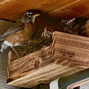 Cedar Bird Nesting Platform: Robin, Bluejay, Cardinal Birdhouse