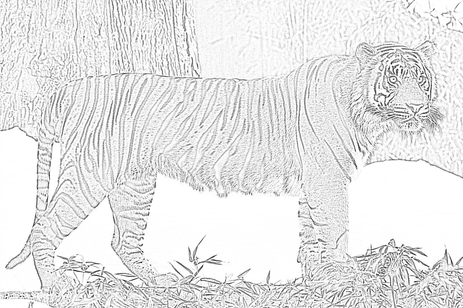 25 Coloring Pages of Animals and More - Etsy