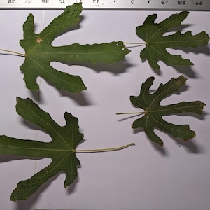 May include: Three green fig leaves with distinct palmate lobes and visible veins, arranged on a white surface next to a metal ruler showing measurements in inches, with the largest leaf measuring approximately 8 inches in total length.
