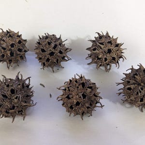 Sweet Gum Balls, 12 - Pack Natural Craft & Rustic Decor Supply