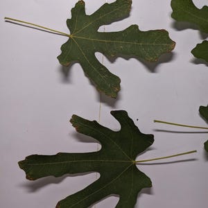 May include: Two dark green, lobed fig leaves with visible veins and thin stems, positioned near a metal ruler showing measurements in inches. The leaves have irregular, wavy edges and slight brown discoloration along the outer margins.