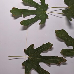 May include: Three dark green fig leaves with distinct lobed shapes and visible veins. The leaves have slightly serrated edges and some brown discoloration along the tips and margins. Each leaf is attached to a thin, light green stem.