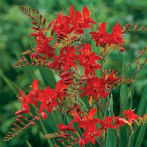 12 Crocosmia Lucifer Bulbs (Pack of 12 Bulbs) - Red - Perennial, Deer Resistant, Zones: 3-9