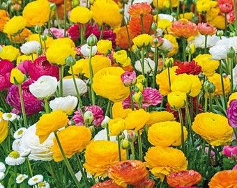 12 Ranunculus Mixed - Persian Buttercup (Pack of 12 Bulbs) Deer Resistant, Zones:7-10