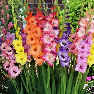 12 Large Gladiolus Flower Bulbs- Spectacular Rainbow Mix-All Colors(Pack of 12 Large Bulbs) Zone: 3-10