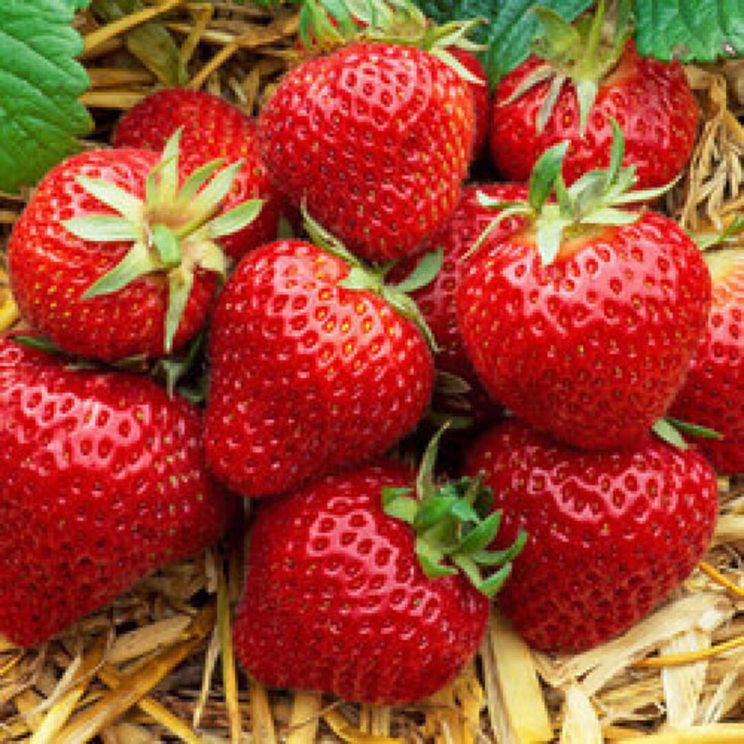 12 Everbearing Strawberry Plants quinault Sweet, High Yields pack of 12