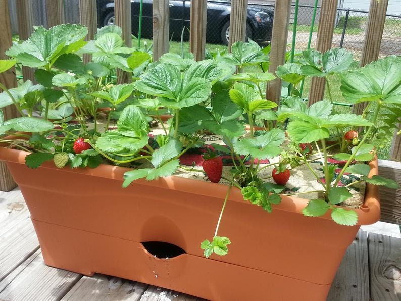 12 Everbearing Strawberry Plants quinault Sweet, High Yields pack of 12