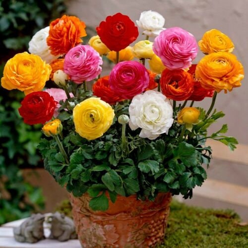 12 Ranunculus Mixed Persian Buttercup pack of 12 Bulbs Deer Resistant
