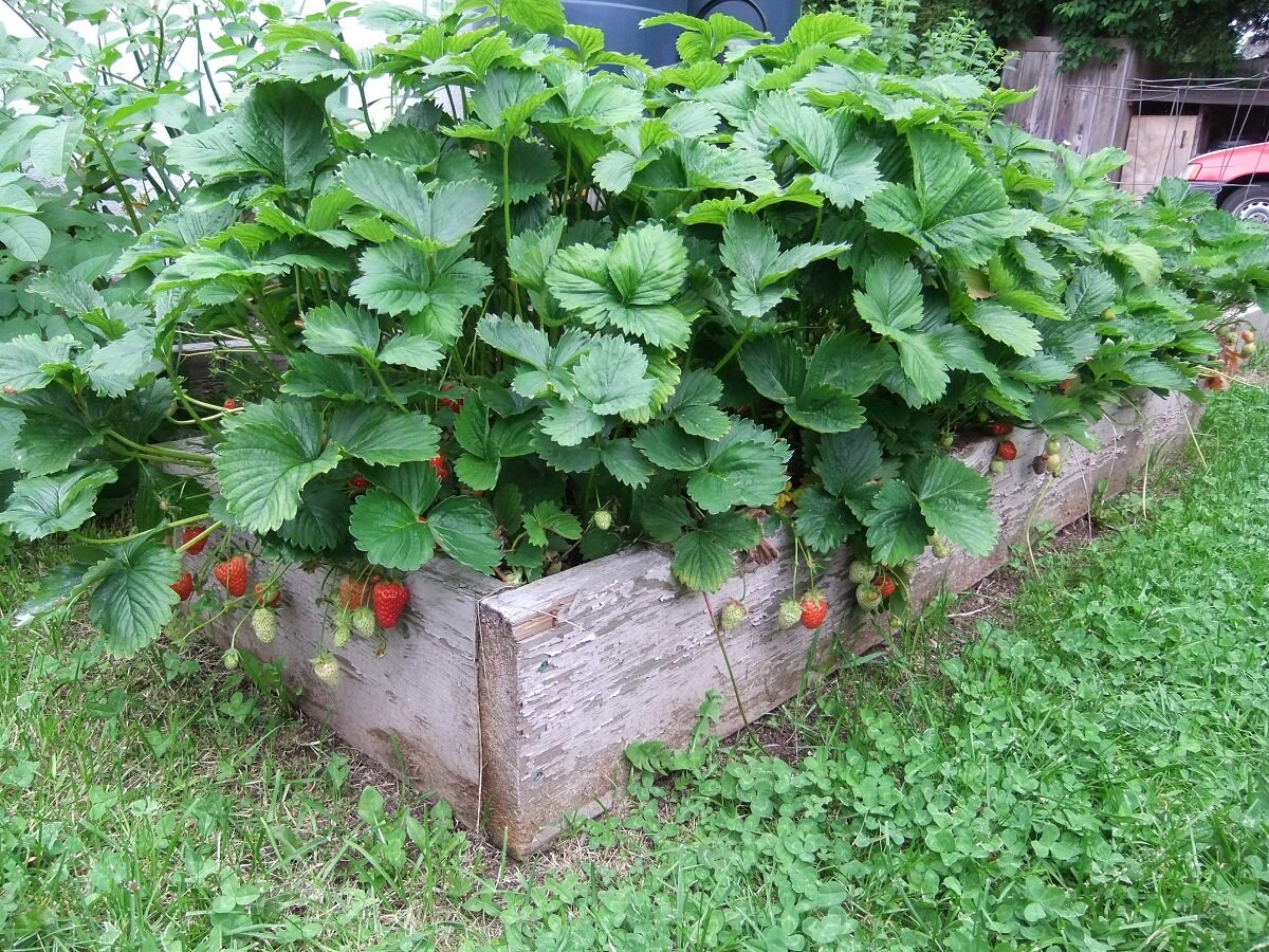 12 Everbearing Strawberry Plants quinault Sweet, High Yields pack of 12