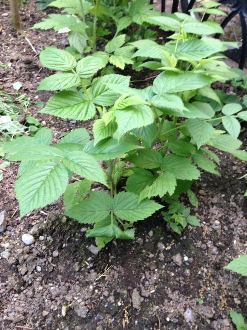 2 Heritage Everbearing Red Raspberry Plants 2 Mature Bare Root Canes
