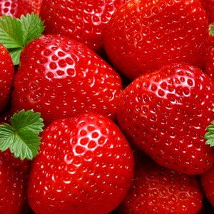 12 Seascape Everbearing Strawberry Plants-Super Sweet (Pack of 12 Bare Root) Zones: 4-9