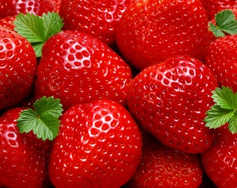 12 Seascape Everbearing Strawberry Plants-Super Sweet (Pack of 12 Bare Root) Zones: 4-9