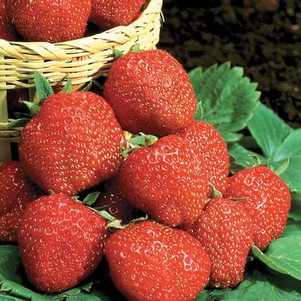 12 Allstar Strawberry Plants-Large, Sweet Berry (Pack of 12 bare roots) Zones 4-9. Free shipping.