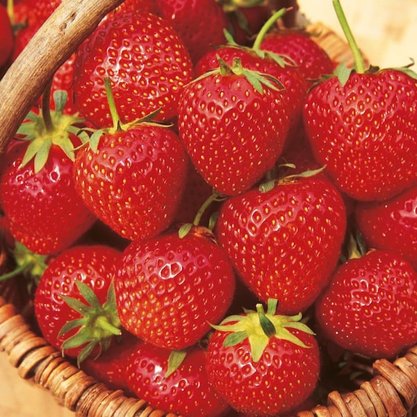 12 Sweet Charlie Strawberry Plants- SUPER-SWEET BERRY (Pack of 12 bare roots) Zones 4-9. Free shipping.