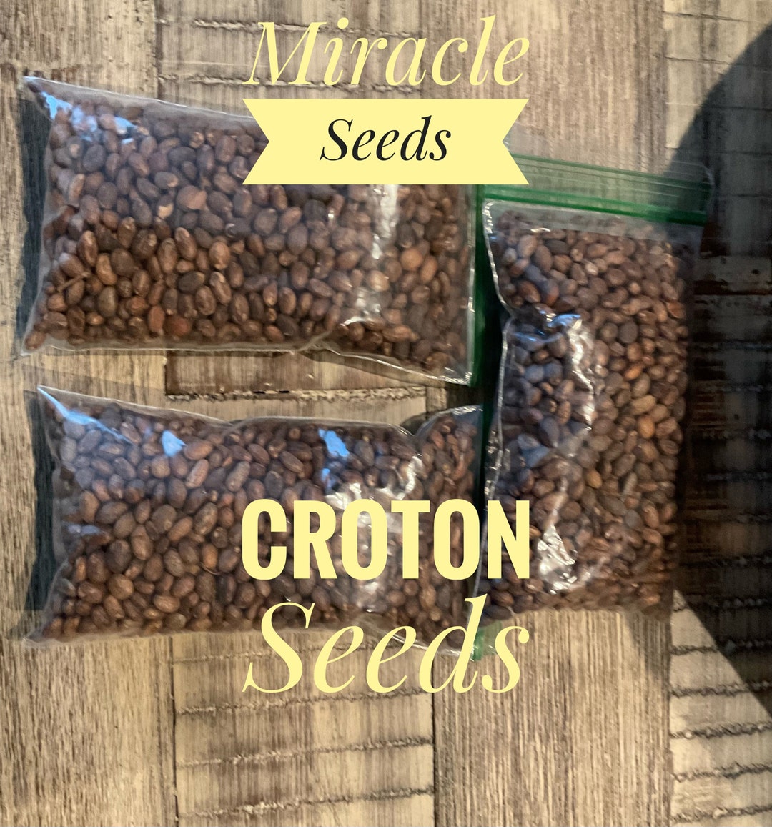 Croton Seeds Miracle Seeds Etsy