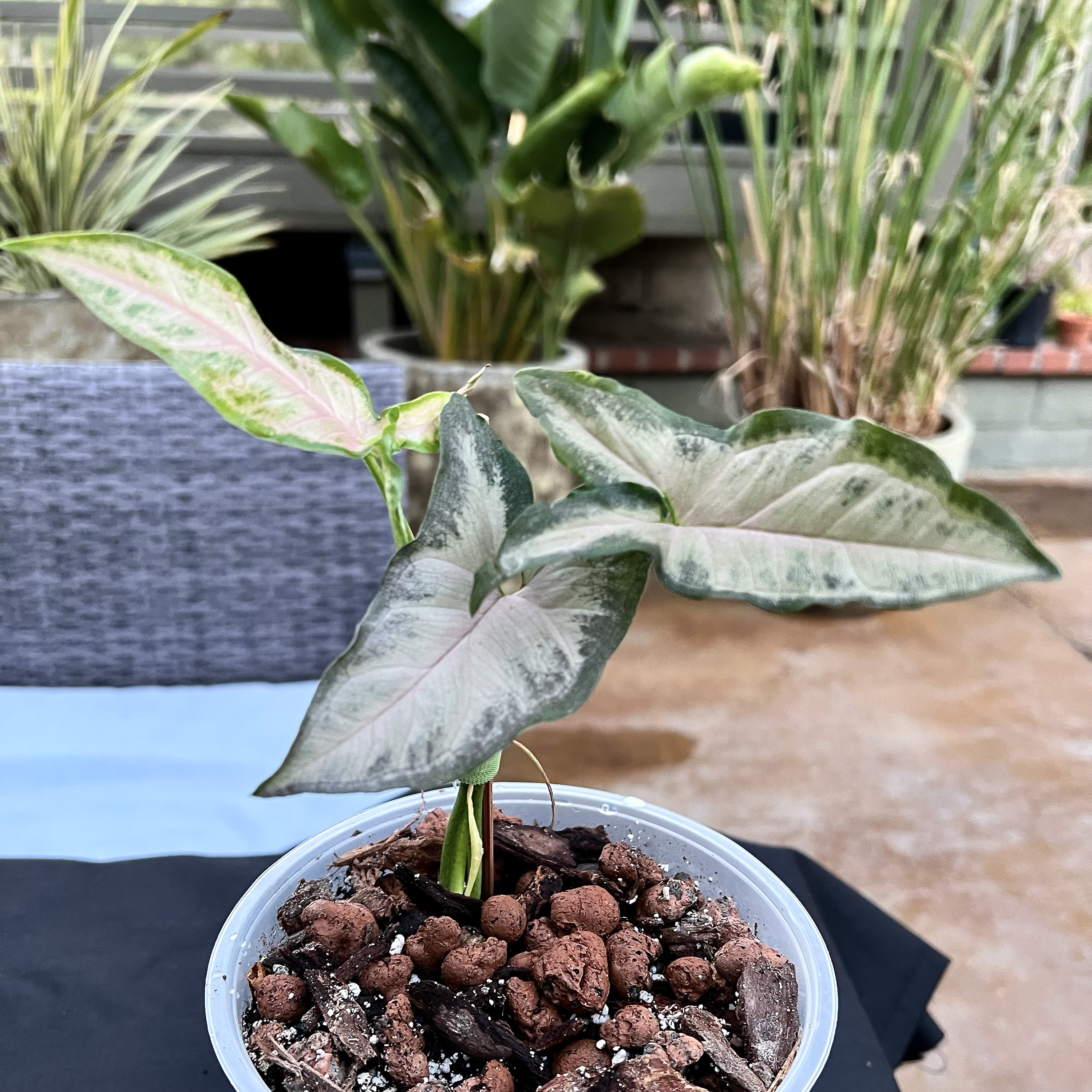 Syngonium BLACK PINK US Seller Free Shipping - Etsy