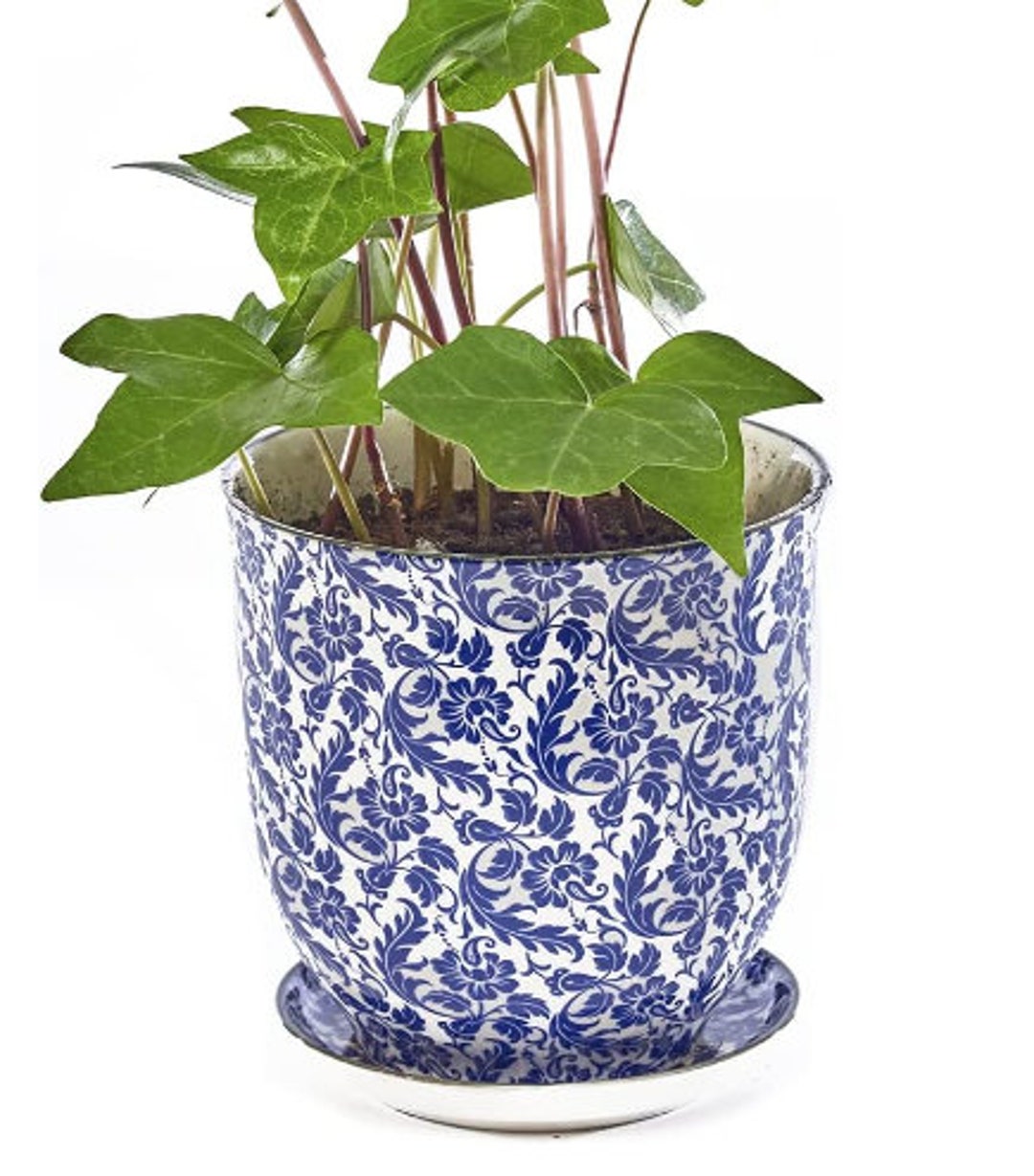 Tea Cup Planter With Live Plant Set Etsy