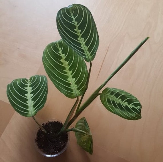 Maranta Lemon Lime