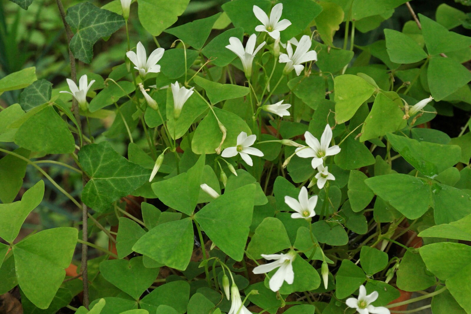 Oxalis Vert