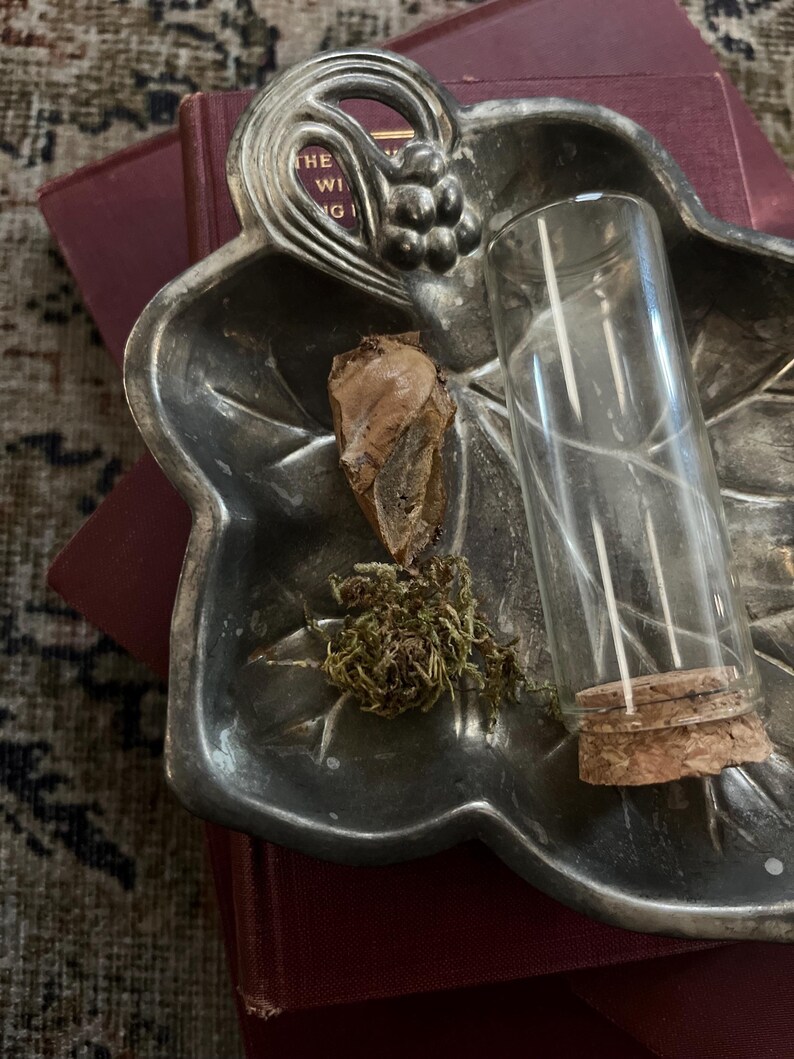 Empty Silk Moth Cocoon Display | Automeris Io Saturniidae | Entomology ...