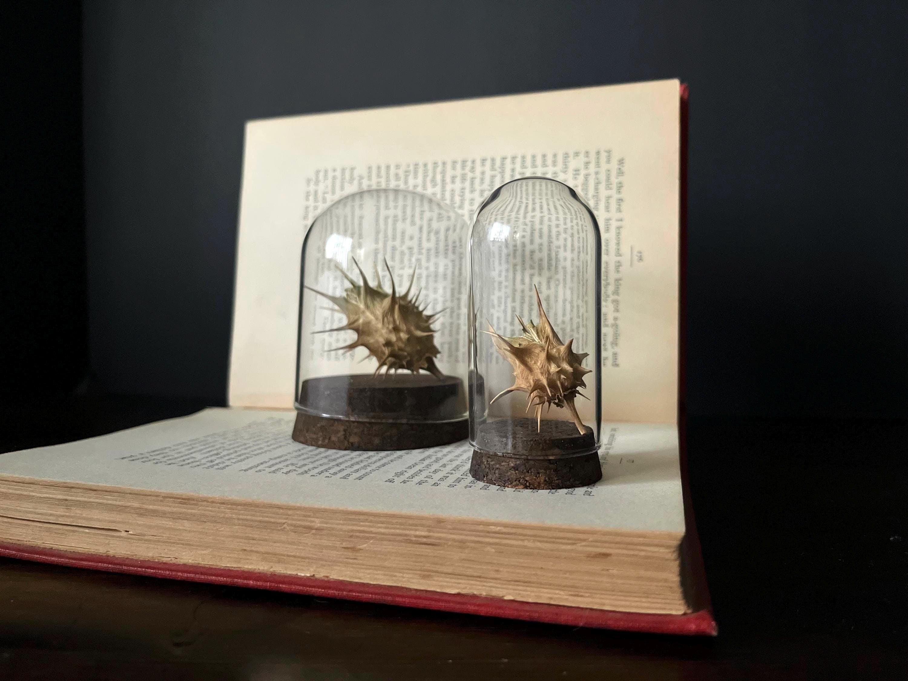Datura Specimen Displays | Moonflower | Seed Pod |Specimen | Oddity | Curiosity | Botany | Floral |