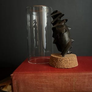 Horn shark egg case display | fish | ocean | port jackson | oddities | curiosities | specimen |