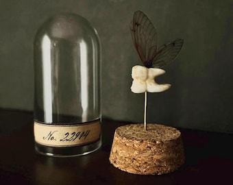 Specimen no 22914 • the tooth fairy mini display | dentist | dental | oddity | gift