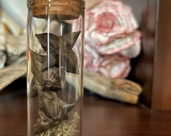 Devil’s seed pod vial | water caltrop | botanicals | curiosities | wunderkammer | curio |