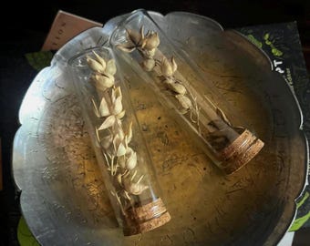 Dried cottonwood seed pod display | floral | dendrology | curiosities | wunderkammer | natural history | botany |