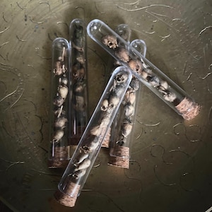 Mini vial snapdragon seed pod skulls | oddities | curiosities | curio | wunderkammer | gift | botanicals |