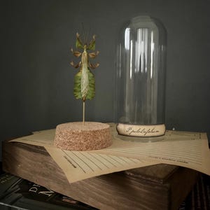 Phyllium pulchrifolium Specimen Display | Male | Leaf Insect | Entomology | Oddities | Curiosities | Wunderkammer | Gift |