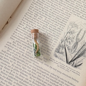 May include: A small glass vial with a cork stopper, filled with a tan object and green moss, sits on an open book. The book's pages are aged, with German text and a spider illustration.