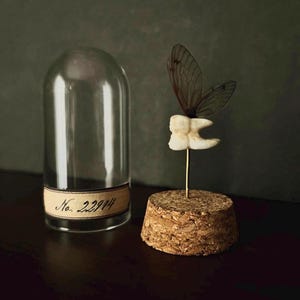 Specimen no 22914 • the tooth fairy mini display | dentist | dental | oddity | gift