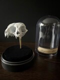 Conjuctus felinus | conjoined cat skull | faux taxidermy | oddities | curiosities | wunderkammer