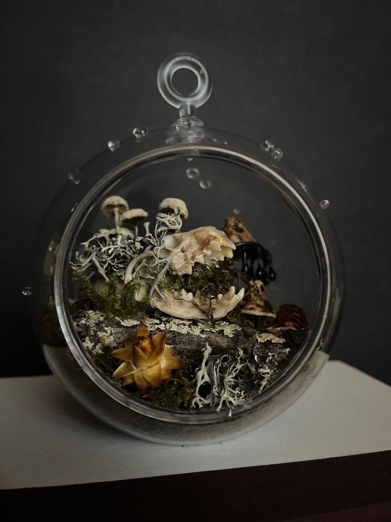 Until The Land Takes Us Mink skull terrarium with moss and mushrooms image 5