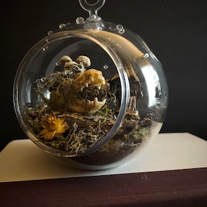 Until The Land Takes Us Mink skull terrarium with moss and mushrooms image 3