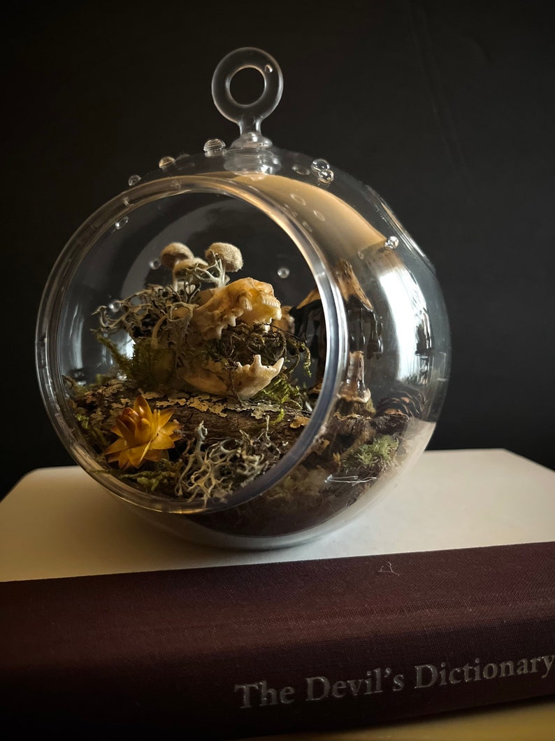 Until The Land Takes Us Mink skull terrarium with moss and mushrooms image 3