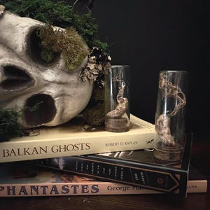 Zombie fungus | small or large | mycellium cicada specimen | display | curiosity | oddity | cordyceps | wunderkammer | gift