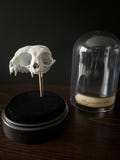 Conjuctus felinus | conjoined cat skull | faux taxidermy | oddities | curiosities | wunderkammer