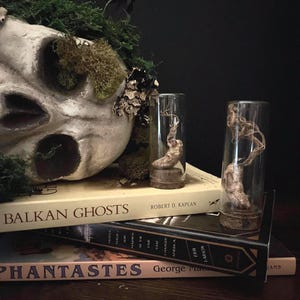 Zombie fungus | small or large | mycellium cicada specimen | display | curiosity | oddity | cordyceps | wunderkammer | gift