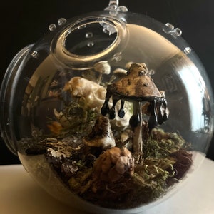 Until The Land Takes Us Mink skull terrarium with moss and mushrooms image 4