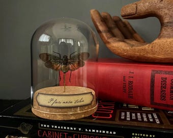 Penthicodes farinosa tulia specimen display | entomology | oddities | curiosities | wunderkammer |
