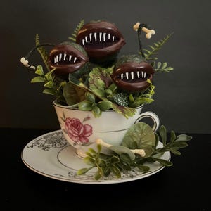 Last chance • watch out boy, she‘ll chew you up | venus fly trap | carnivorous plant | botany | oddities | curiosities