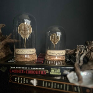 American Horseshoe Crab Display - Large or Small | Crustaceans | Specimen | Oddities | Curiosities | Wunderkammer | Gift | Natural History |