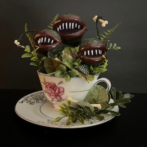 LAST CHANCE • Watch Out Boy, She‘ll Chew You Up |Venus Fly Trap | Carnivorous Plant | Botany | Oddities | Curiosities