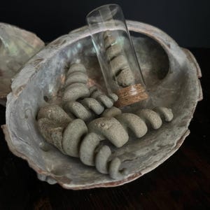 Fossilized turitella shell display | natural history | oceanic | pre-historic | curiosities | oddities | wunderkammer | gift |